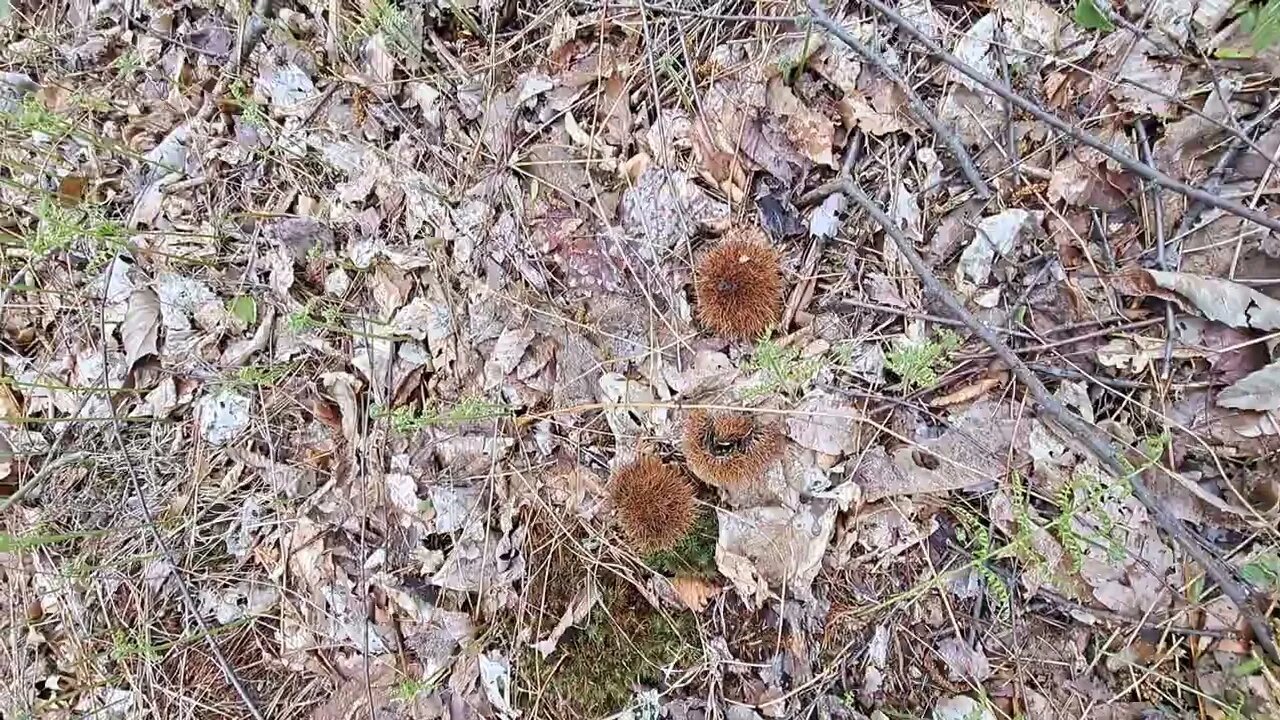 American Chestnut I Planted from a Blight-free Tree in MI, Making Nuts #short