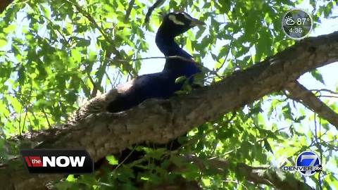 Denver Zoo searching for final peacock that flew the coop