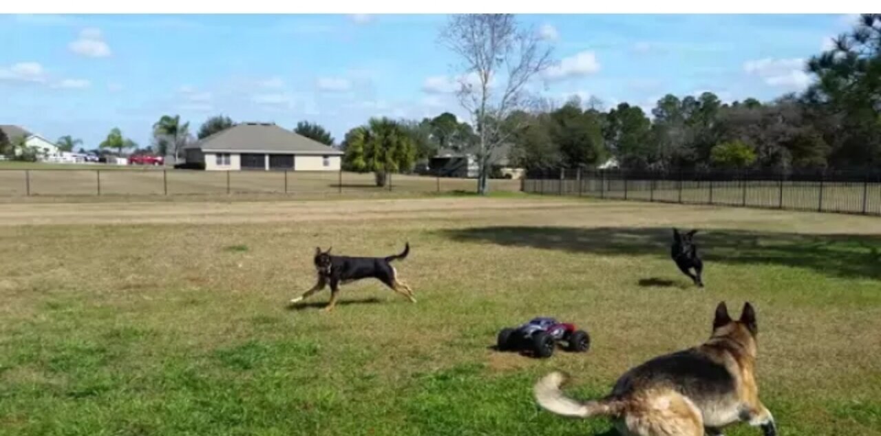 Viral Video Of Park Full of Dogs Chasing A Remote Controlled Toy Car Will Leave You Amazed | WATCH