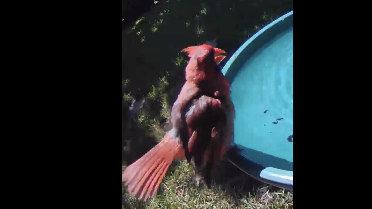 World's most BAD ASS CARDINAL says what ?