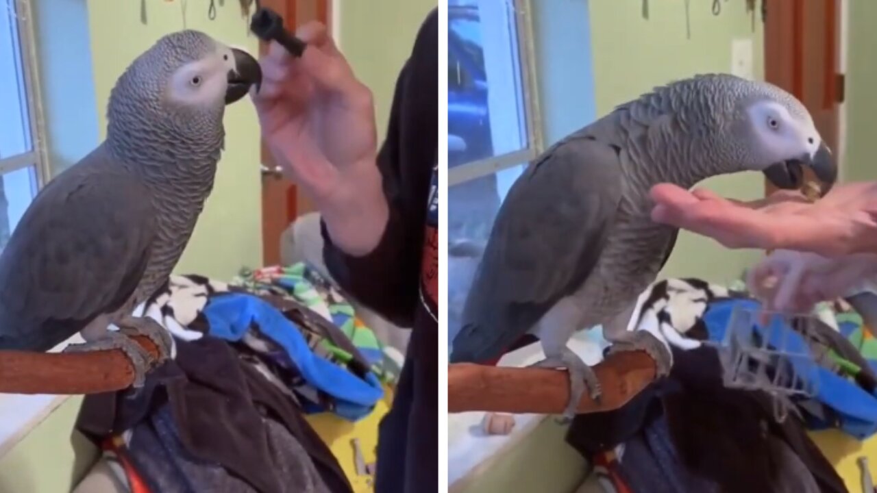 Parrot responds correctly to various objects by its owner