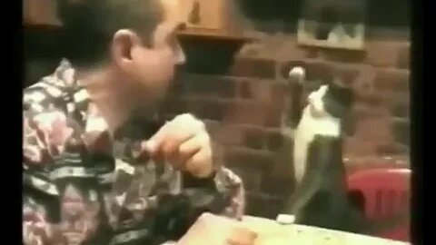 This deaf owners cat signs for food