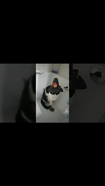 i wonder what her patronus is #griffindor #harrypotter #zorro #cat #kitty #witch #witchcat