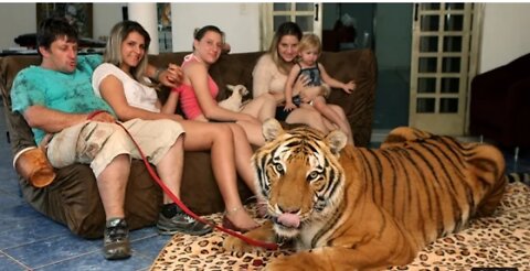 Living with tigers family share home with pet tigers