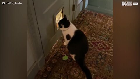 Feline has fun playing with cat flap