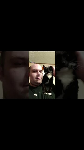 Moon pie shoulder sitting #shorts #shortsvideo #shortsfeed