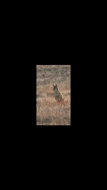 Hunting Coyotes #shorts #dog #animals #hunter #165