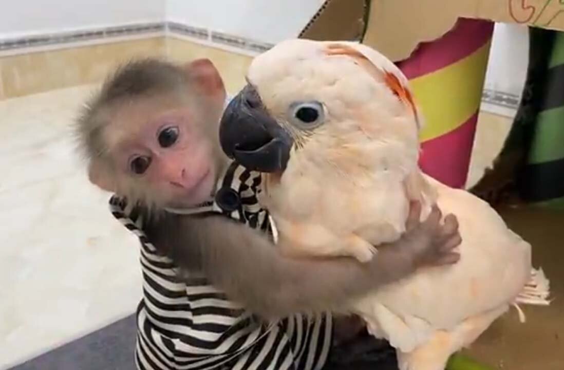 animal home, monkey is very honesty,