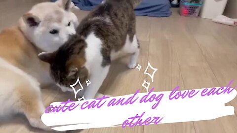 cute cat dog love warm