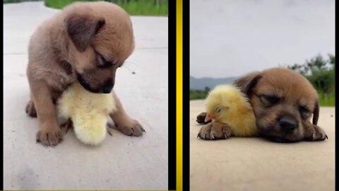 Cute dog showing his love for chicken baby | Funny dogs | funny scenes