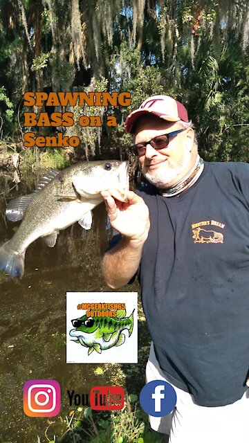 Florida Canal Bass on a Senko