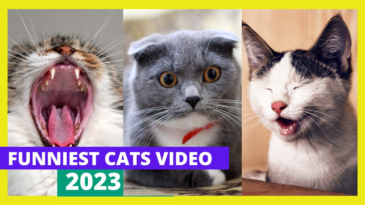 Unbelievable Funniest Cats Video 2023 That Will Make You Laugh #4