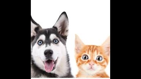 Cute cat and funny dogs vedio