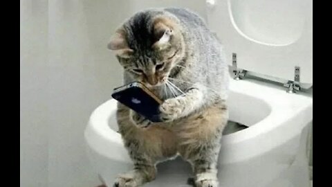Funny And Cute Cat'S Life Cats And Owners Are The Best Friends Videos Pets Pets Garden