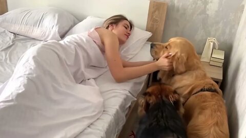 my dogs morning routine