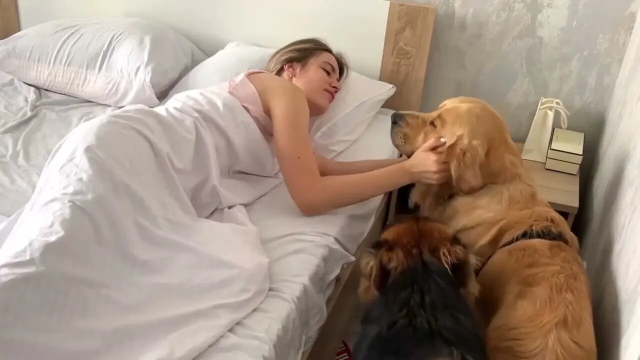 my dogs morning routine