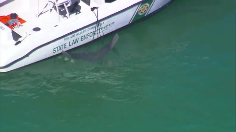 Helicopter crashes off coast of Anna Maria Island