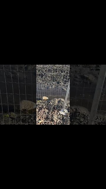 Trying To Make Friends With a MushRat.