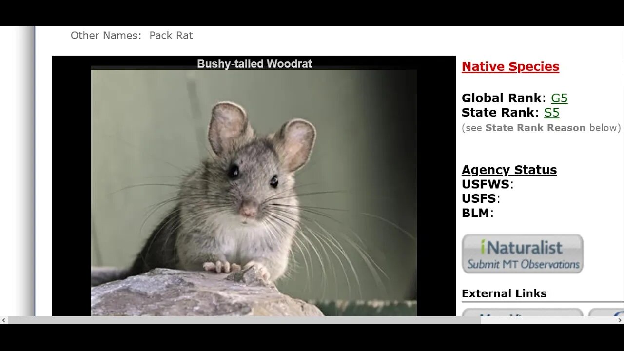 Woodrat #4: Stealing Back Socket Extension - Look Into Nest & Now Routine Appearance Games