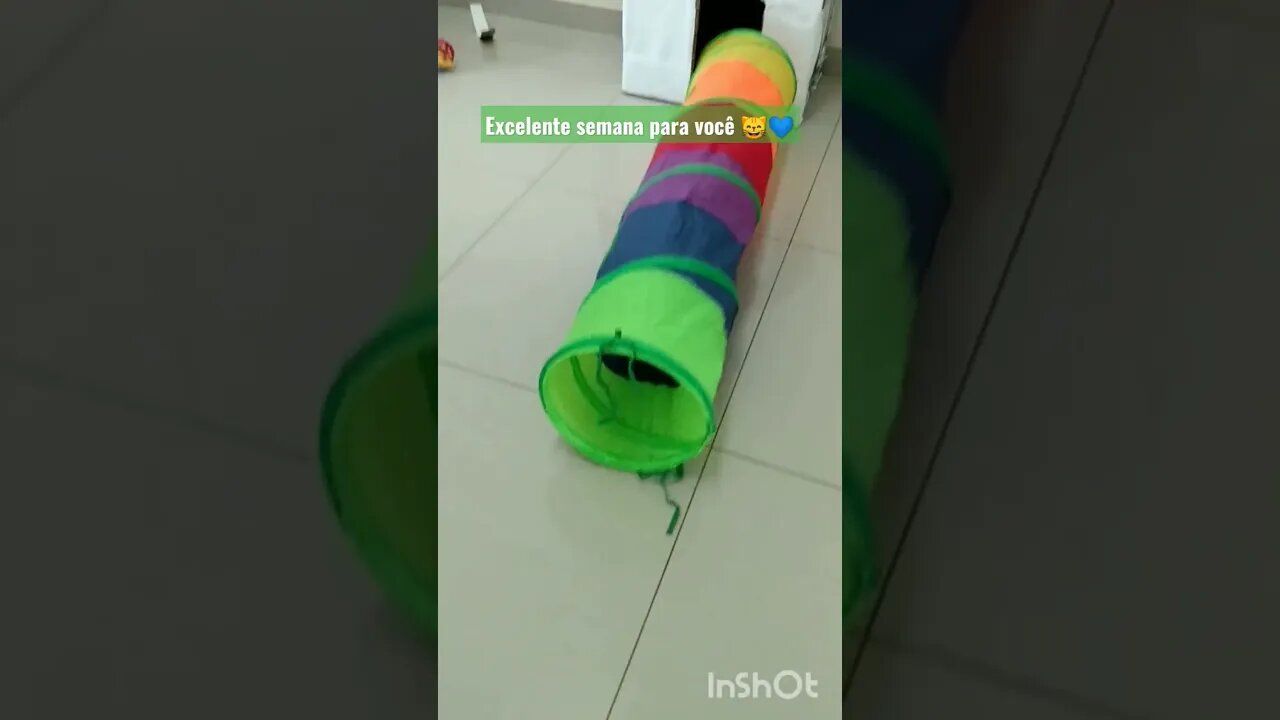 Gato Bartolomeu Tunico brincando no túnel colorido. 😸💙