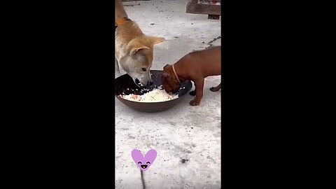 cute baby cet 🦮🦮🦮