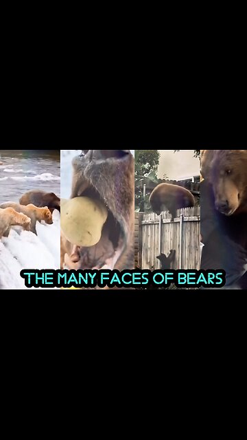 The Many Faces of Bears