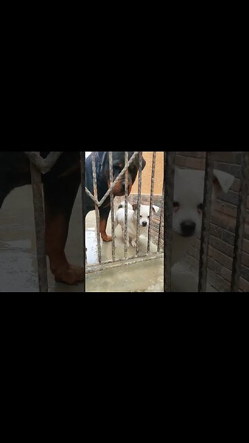 The toughest puppy 🐶 #puppy #dog