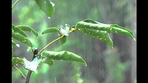 Relaxing sound of rain with thunder / relaxing sound of nature