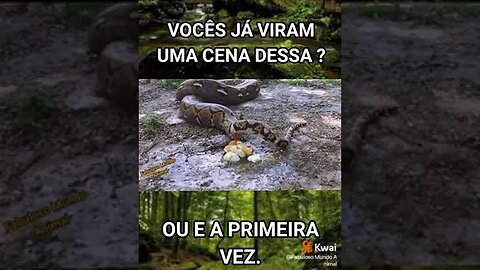 COBRA FAZENDO AS NECESSIDADES/ VOÇÊS JÁ TINHA VISTO ISSO? OU E A PRIMEIRA VEZ.