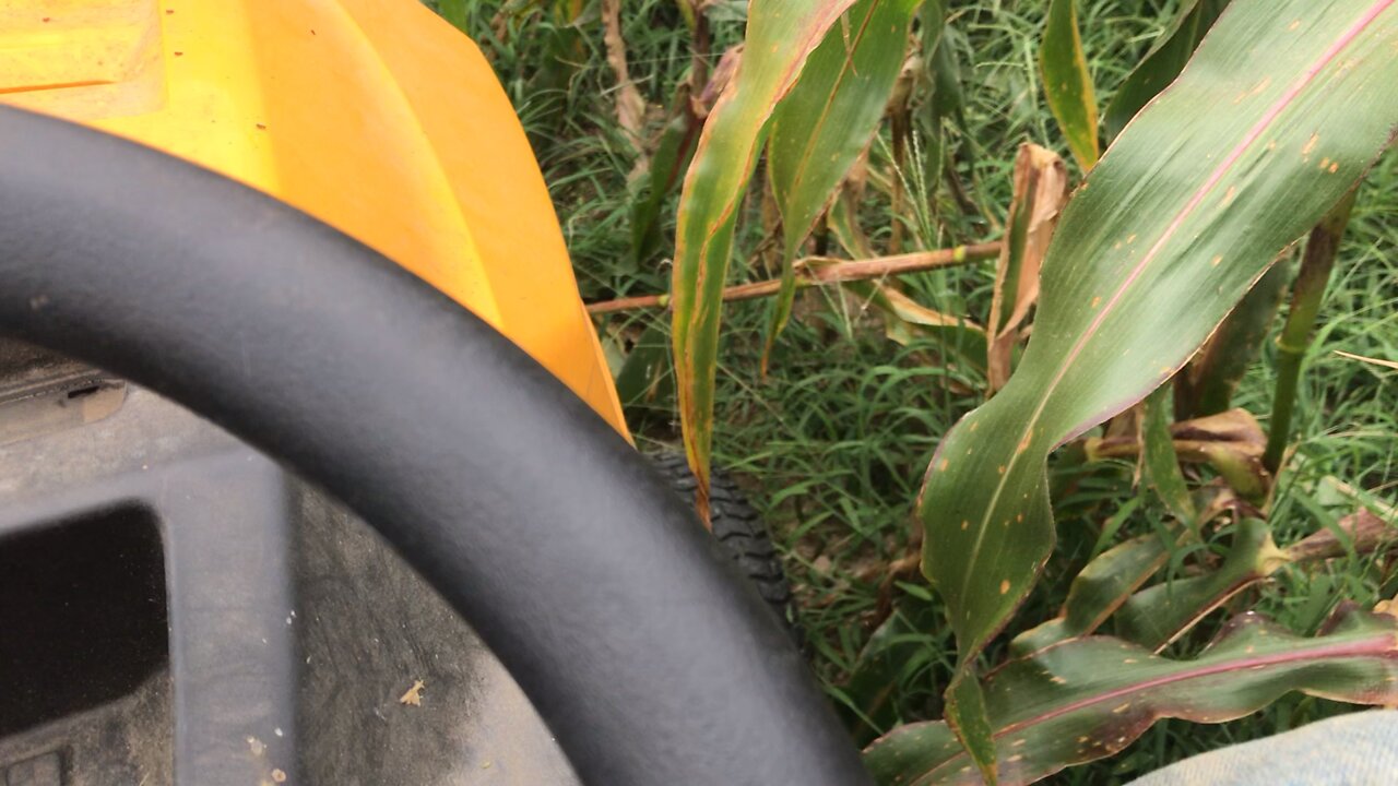 Mowing the Corn Stalks