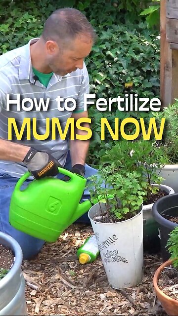 The Trick To Growing Lush Mums Revealed!