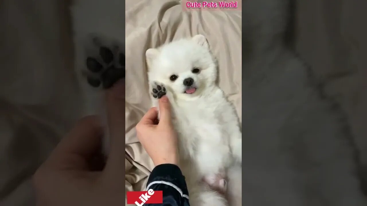 Cute and funny puppy videos/#puppy #cat #kitty #funny kitten #funnycat #trending #shorts #tiktok