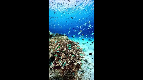 The beauty of the underwater world near the Kerama Islands, Japan.