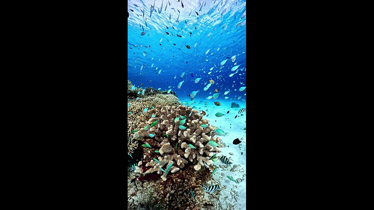 The beauty of the underwater world near the Kerama Islands, Japan.