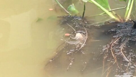 Feeding my catfish