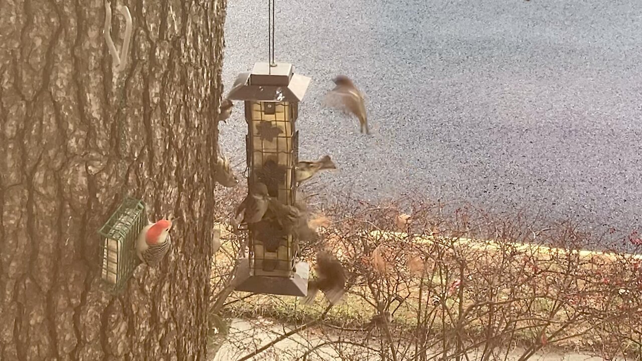 Bird Watching from my window