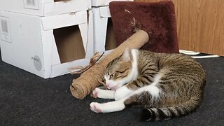 Cat Plays with His Scratching Pole