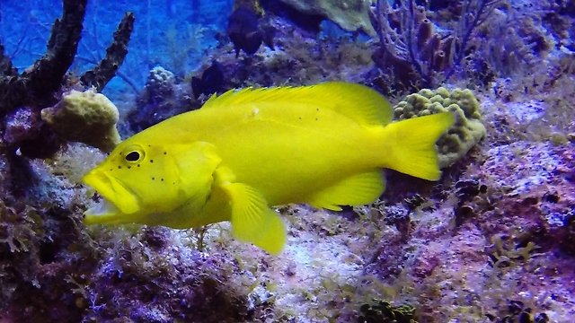 Rare Genetic Mutation Creates These Gorgeous, Golden Colored Fish