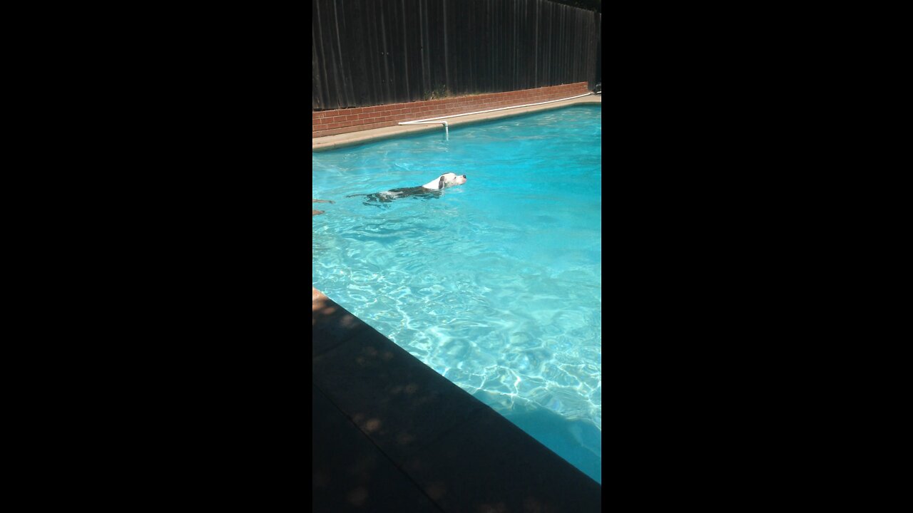 Juno in the pool