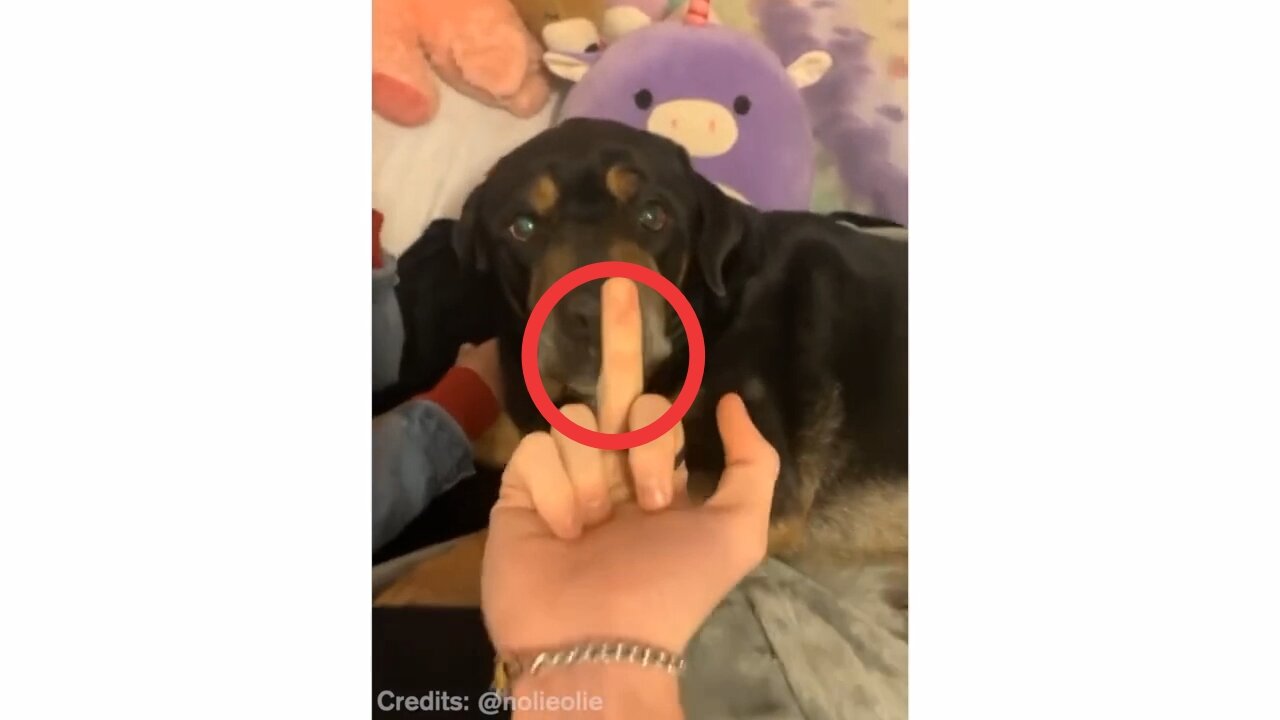 Dog amazing react on middle finger 😲😲