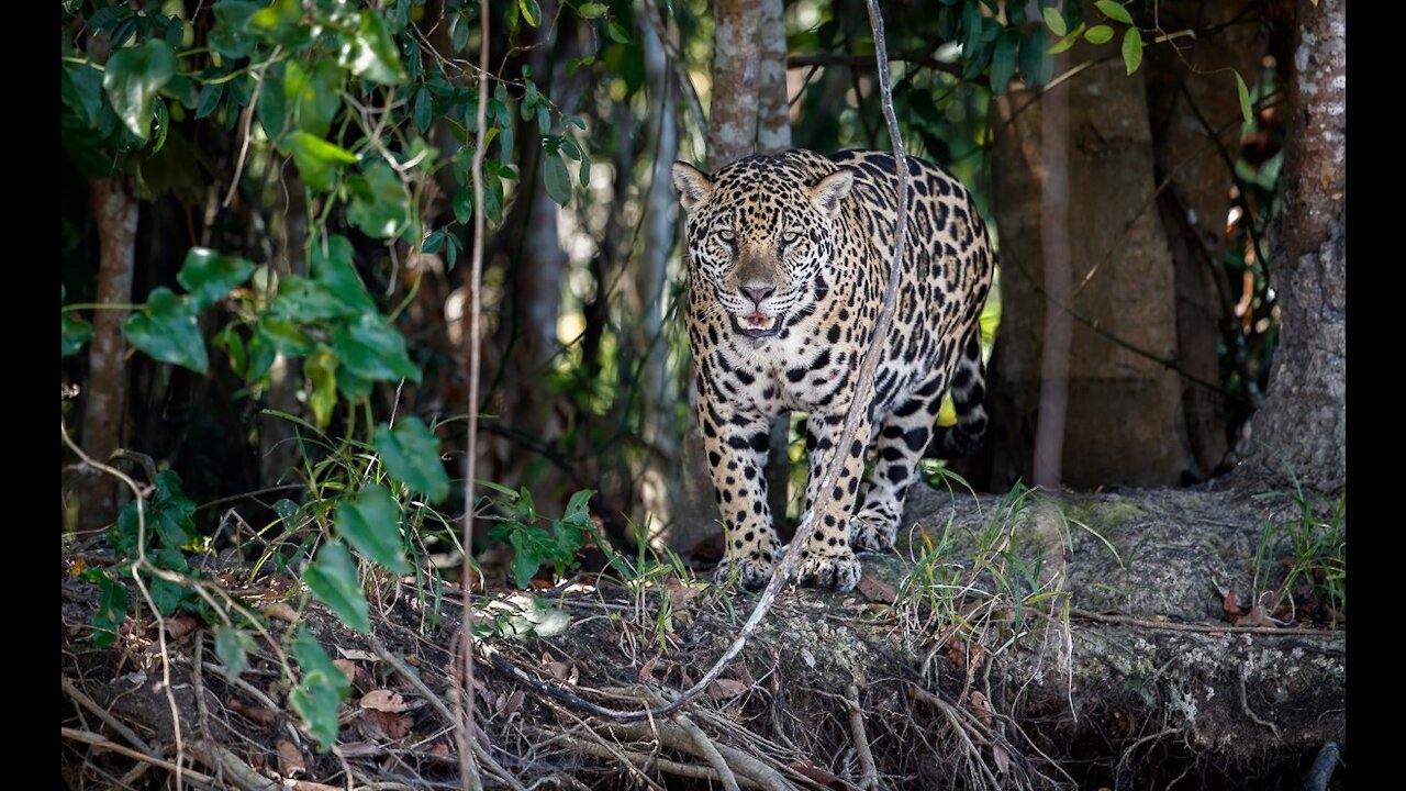 INCREÍBLE || Rescate de animales salvajes de las trampas de caza furtiva