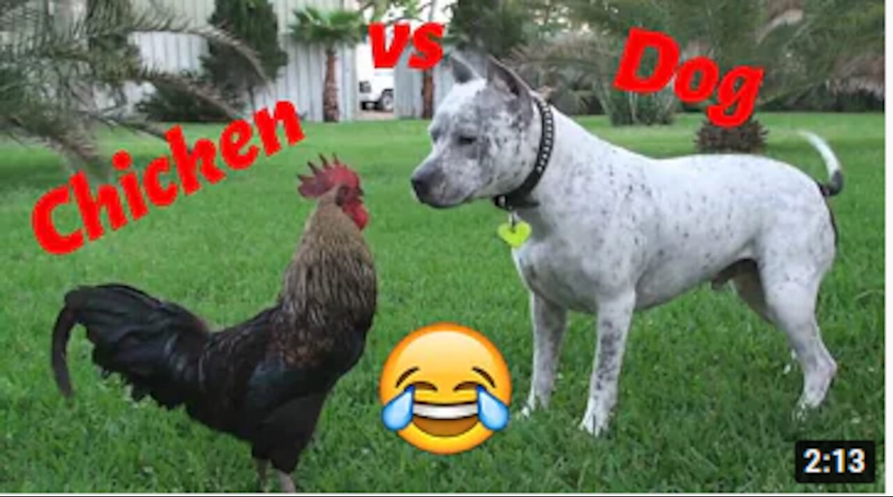 Chicken VS Dog Fight Funny Dog Fight Videos