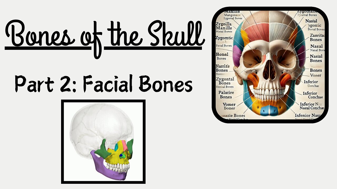 Facial Bones | Anatomy of the Face | Detailed Lecture | Novice Medic