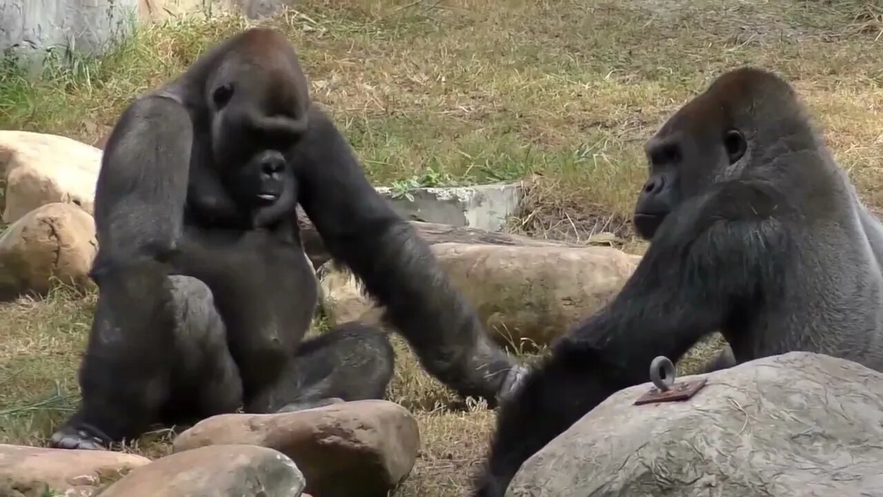 Gorilla Fight Club 2 FYV-7