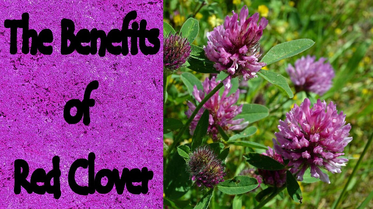 The Benefits of Red Clover