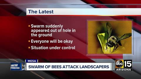 Two kids, two adults attacked by bees in Mesa while doing yard work