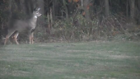 3 Whitetail Deer outside my kitchen widow