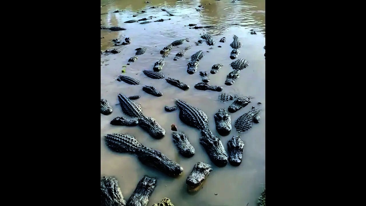 Feed um if you got um- I was at Gatoroma in Parkland Florida this morning.