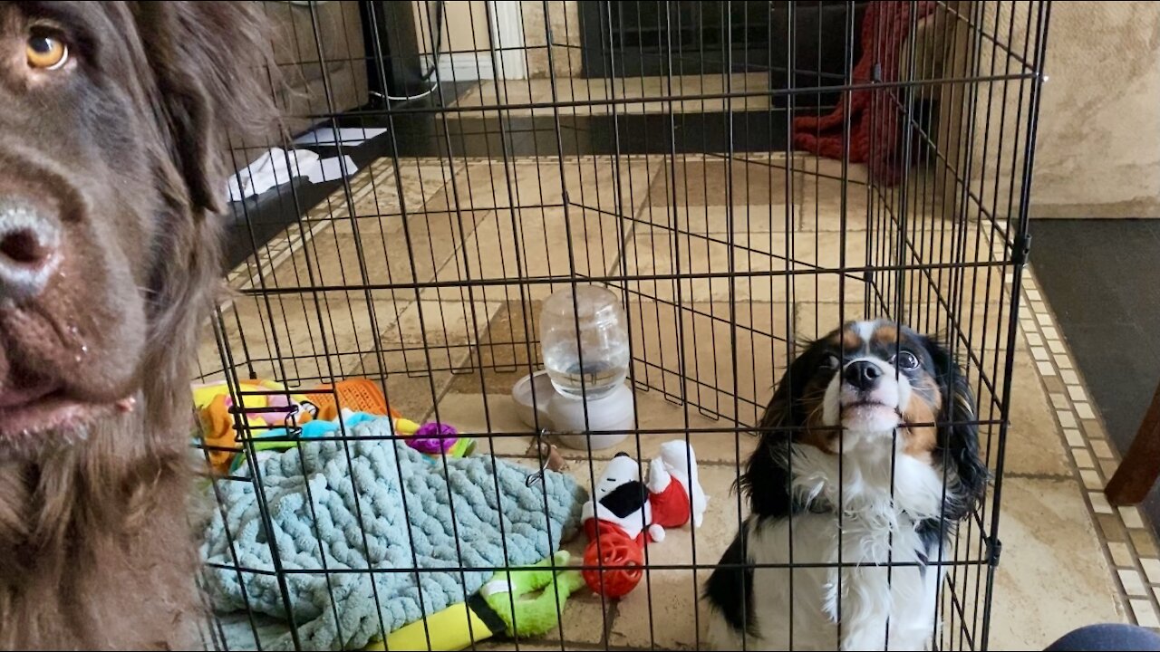 Newfoundland dog helps mischievous puppy escape pen