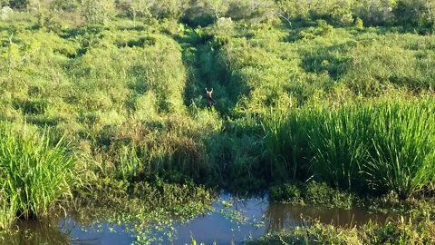 Louisiana Marsh Area 7 Myaddiction Deer Hunting